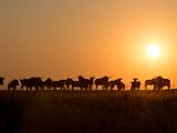 Africa 021 : Africa, Animal, Botswana, Makgadikgadi, Mammal, Nature, Sunset, Wildebeest